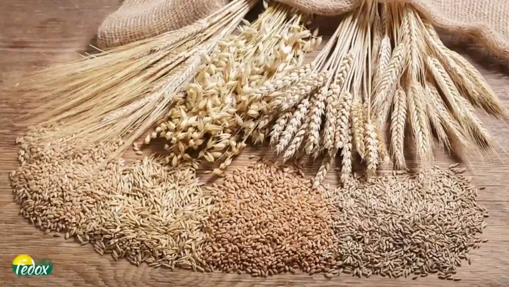 اگر بین مصرف جوپرک یا گندم پرک مردد هستید، پیشنهاد ما به شما استفاده از فرآورده های جو است که خاصیت بیشتری دارند.